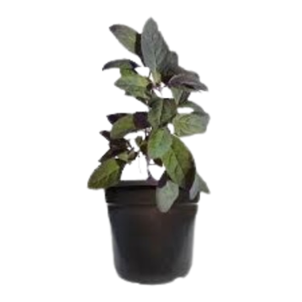 Tropical Medicinal Plants